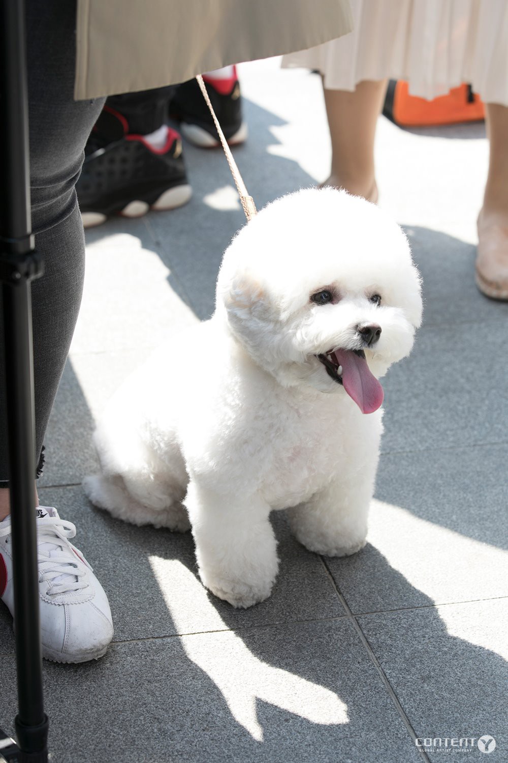 콘텐츠Y